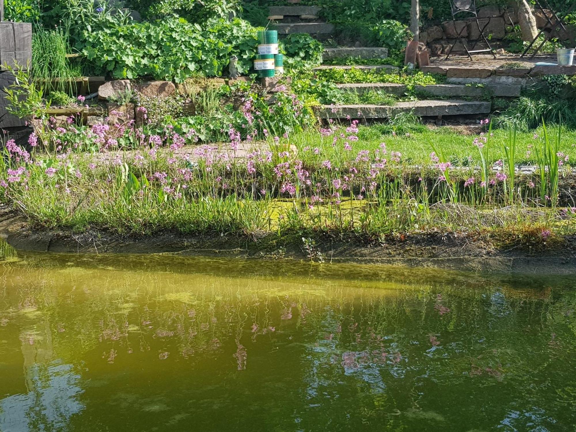 Wohnung Mit Sauna, Garten & Schwimmteich Bietigheim-Bissingen Kültér fotó